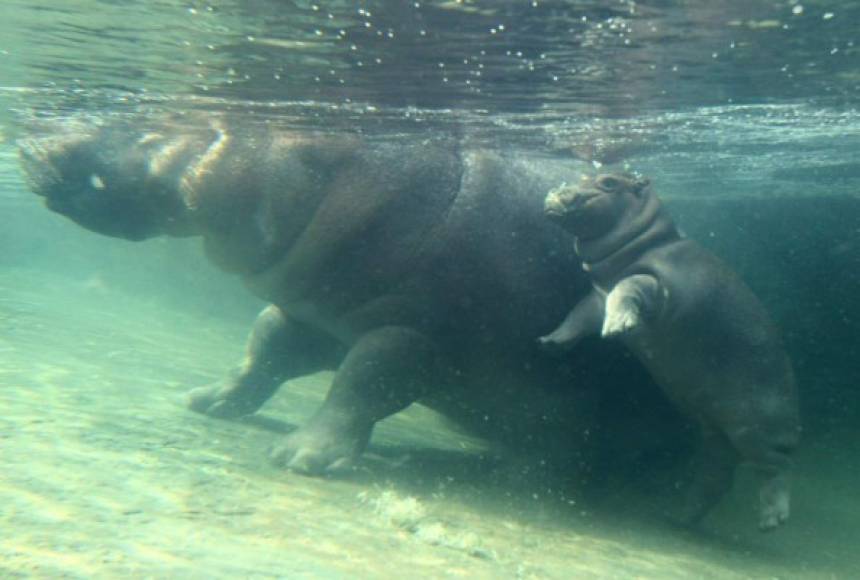 Con apenas seis semanas de edad, el pequeño hipopótamo es inquieto, atrevido e intenta moverse solo en el agua.