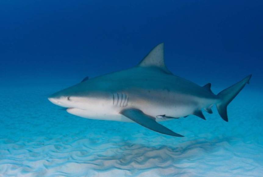 Eddy acababa de meterse en el agua cuando un tiburón de al menos dos metros y medio lo atacó, según reportó el Miami Herald.
