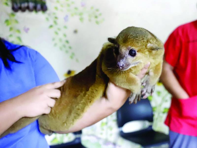 <b>Un perro de monte, o conocido también como mico león, rescatado por Funapa.</b>