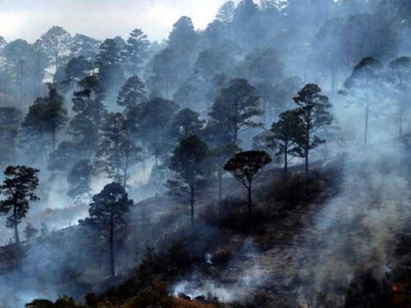 Más de 208,000 hectáreas de bosque han sido consumidas en lo que va de 2024, según el ICF.