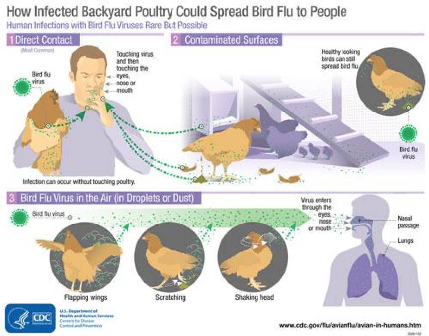 Las infecciones en seres humanos por los virus H5N1 de origen asiático han sido asociadas a enfermedades graves y la muerte, advierte los CDC. 