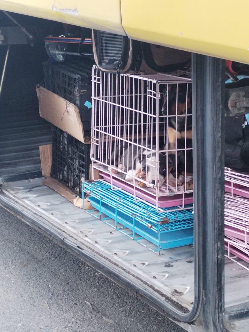 En bus de lujo llevaban 21 perros y gatos de contrabando en SPS