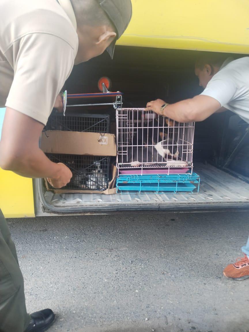 En bus de lujo llevaban 21 perros y gatos de contrabando en SPS
