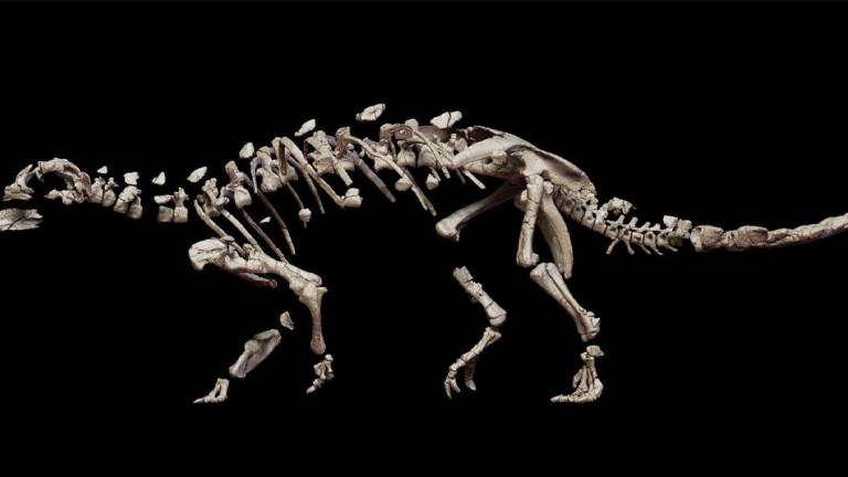Una recreación realizada y cedida por la Universidad de Chile muestra el fósil de una recién descubierta nueva especie de dinosaurio acorazado.