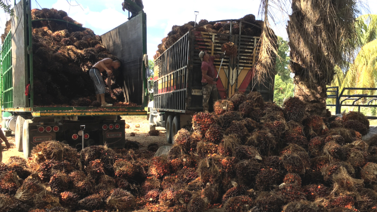 La industria de palma africana ha crecido exponencialmente en la zona del departamento de Colón.