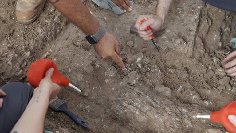 Descubren en Israel un colmillo de elefante de hace medio millón de años