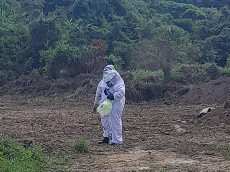 El ataque del enjambre de abejas ocurrió en la colonia Alameda, de La Ceiba (Honduras).