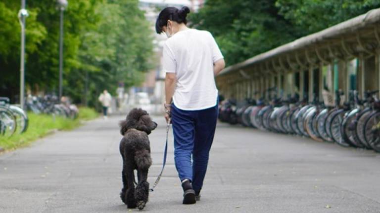 Un perro pasea con su dueña.