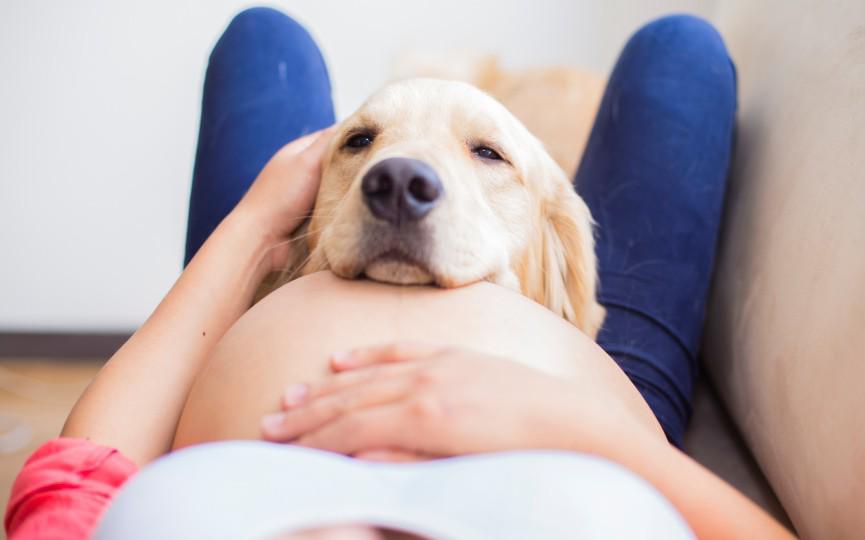 Los perros están entrando en una nueva fase de evolución, según la ciencia, ¿cuál es?