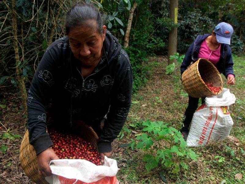 <b><span class=mln_uppercase_mln>empleo.</span></b> El corte de café suele ser una actividad en la que participan hombres, mujeres y jóvenes.