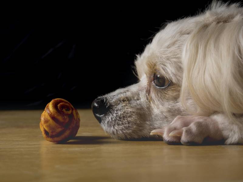 Imagen referencial sobre la negatividad de los perros ante el olor del estrés humano.