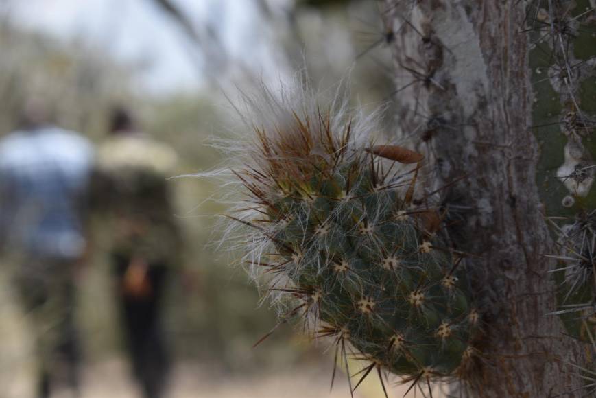 Las espinas de cactus y otras especies abundan en los senderos, cuidarse de ellas, recomienda a los visitantes que deciden explorar esta área protegida única en Honduras.