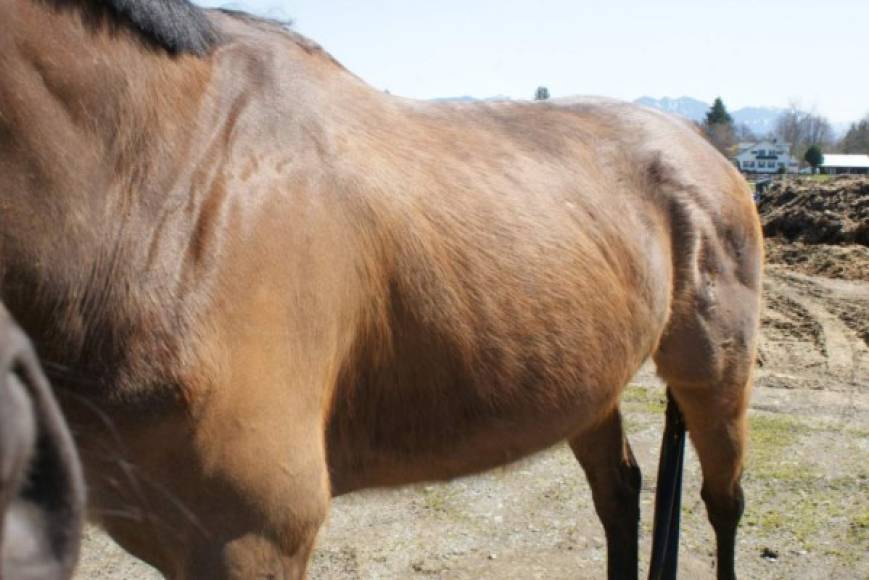 La zoofilia, otra práctica no convencional, también ha cobrado víctimas como Kenneth Pinyan, un ingeniero que resultó con severas heridas internas que le ocasionaron la muerte luego de tener encuentros con los sementales de una granja, en Washington, en donde el bestialismo fue declarado un delito grave.