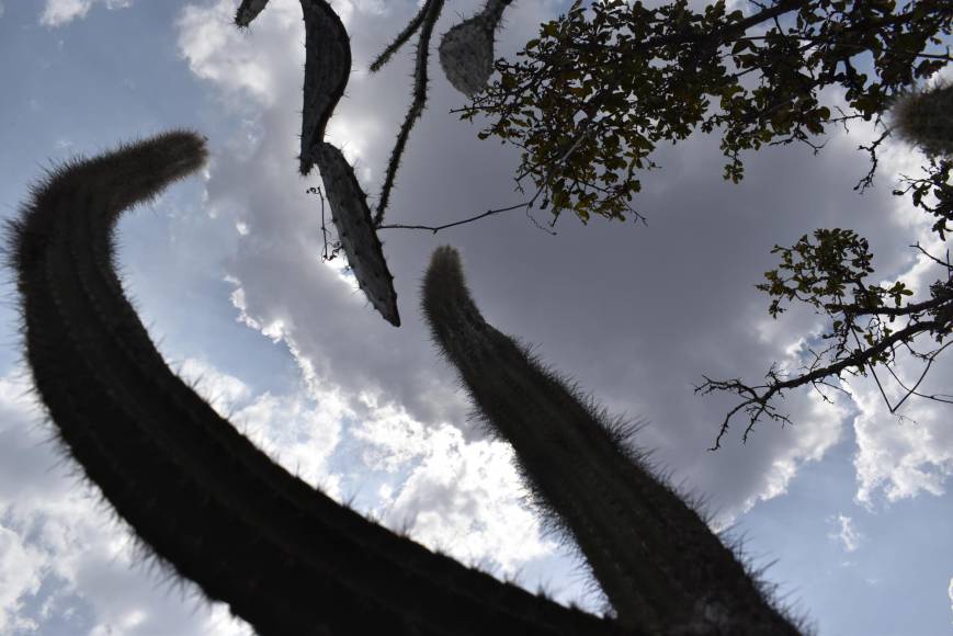 Las temperaturas en esta área superan hasta los 40 grados en los meses más calientes. Esta es la parte más seca del valle del Aguán. 