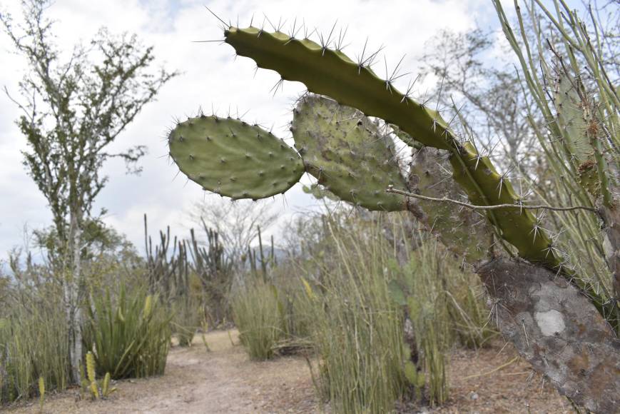 La oreja de vaca, es la especie de cactus, único en Honduras, y que abunda en esta parte del valle del Aguán.
