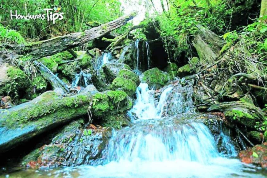 Parque Nacional Celaque. Este sitio protegido de Honduras se encuentra entre los departamentos de Lempira, Ocotepeque y Copán, posee una extensión de 26,631 hectáreas de bosque, es el hogar de más de 1,300 plantas, 5,000 insectos, casi 300 aves.