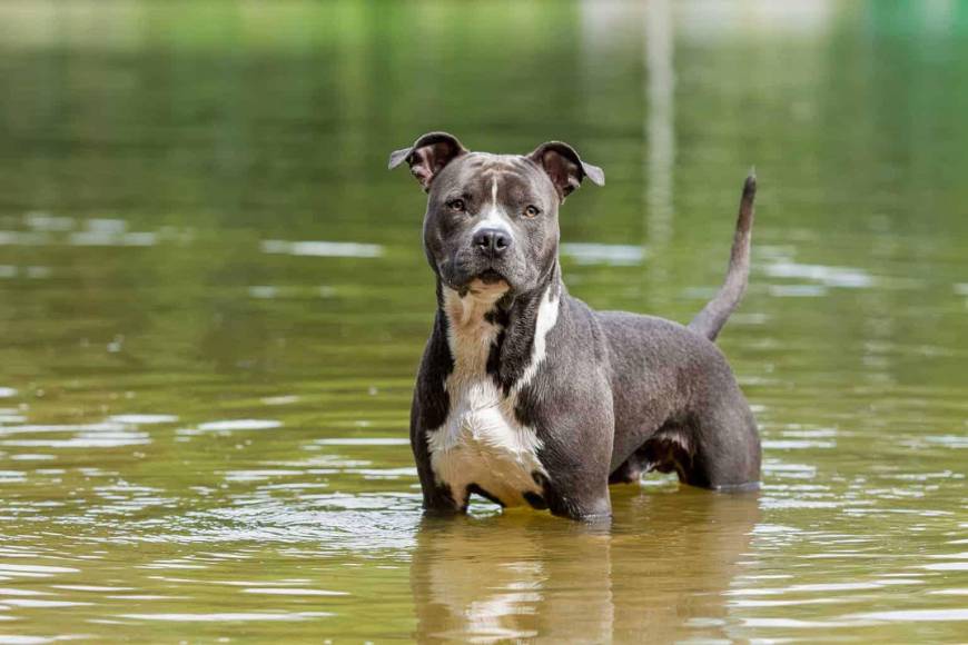Las diez razas de perros consideradas más peligrosas del mundo