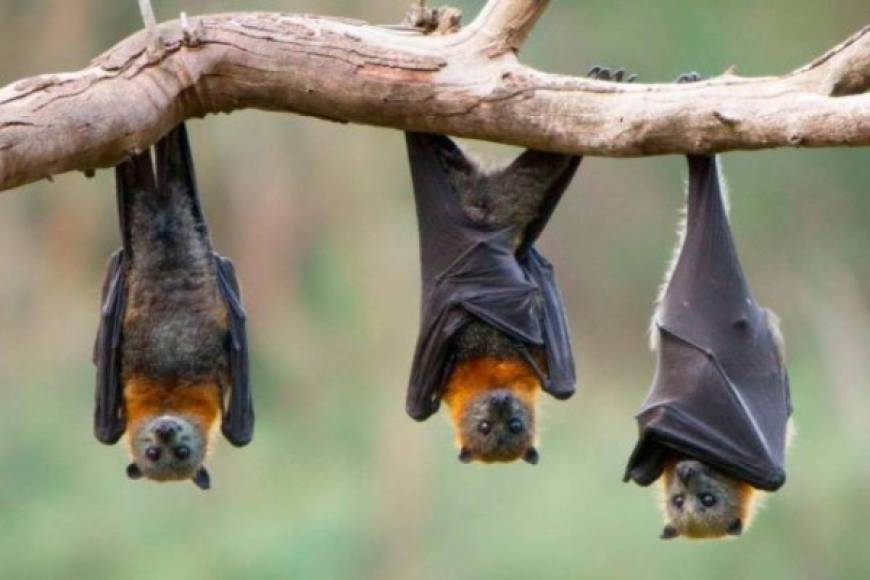 Murciélagos - En la lista se destaca la ausencia estos animales que han sido señalados en varias ocasiones por los científicos en las investigaciones sobre las causas de la aparición de la COVID-19.