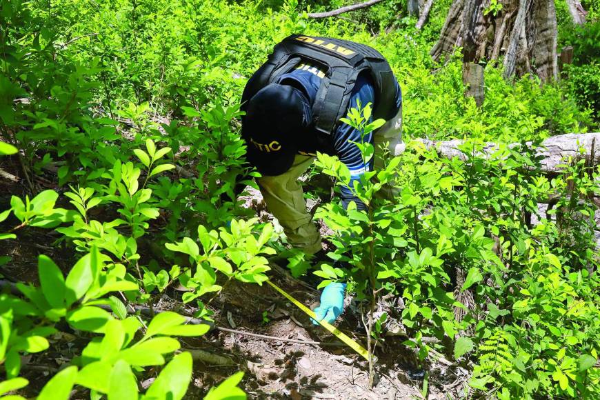 En Olancho, estas estructuras criminales desde hace unos años se dedican a sembrar los arbusto de hoja de coca en zonas cercanas a comunidades, como el caso de una plantación en la aldea La Unión de Catacamas, donde fueron destruidas más de dos manzanas de arbustos y un narcolaboratorio que servía para procesar la hoja con la que se elabora de forma artesanal la pasta base.