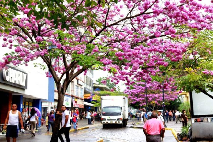 El centro de San Pedro Sula adornado con los macuelizos.