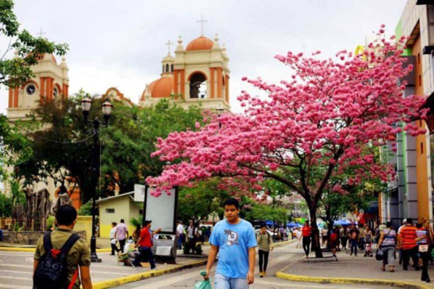 Flores de Macuelizo embellecen San Pedro Sula