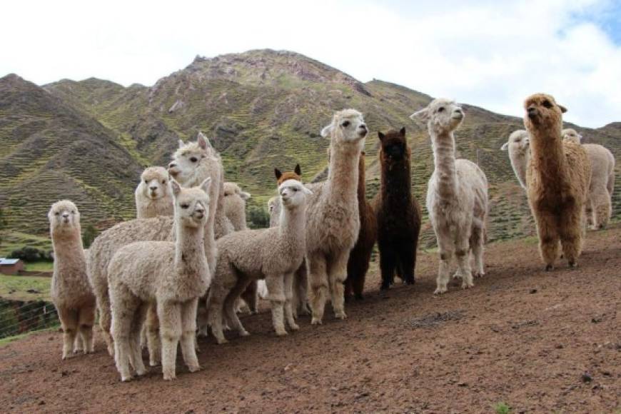 Alpacas - Estos animales están dentro de las especies que se pueden consumirse de acuerdo al Ministerio de Agricultura de China. Además, el país asiático empezó el año pasado a exportar prendas de vestir de fibra de alpacas.