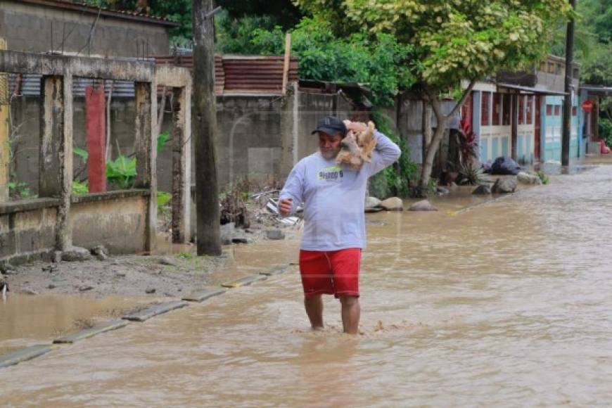 En las calles también se observan los animales que deambulan por las calles convertidas en ríos a la espera de que alguien les brinde comida y los lleve a un lugar seguro.