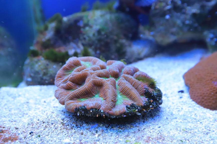 Corales, moluscos, erizos, los atractivos de Tela Marine