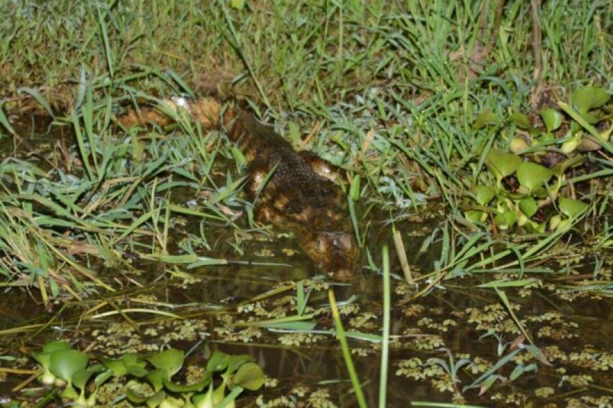 Caimanes y cocodrilos son comunes en las cuencas La Mosquitia.