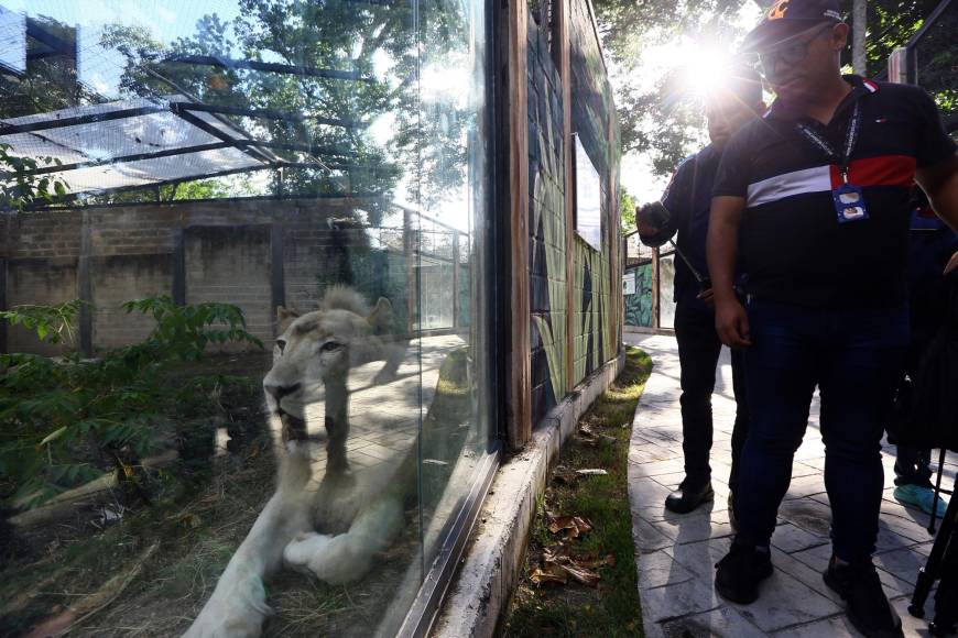Para garantizar sus cuidados fueron aislados de su madre Camatagua, traída a Venezuela junto a su pareja, Sebastián, en mayo de 2022 procedente del zoológico Hodonín en la República Checa.