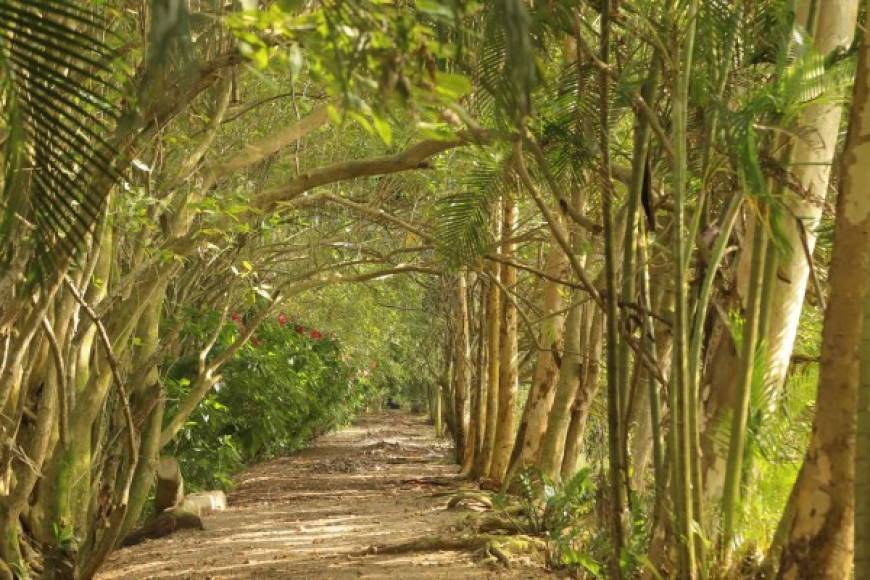 El Parque ecológico San Ignacio es un paraíso cubierto por el follaje de enormes árboles que engalanan los frescos senderos por donde los turistas se dirigen.
