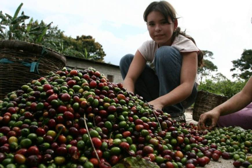 Los cafetales del Occidente de Honduras son parte del paisaje. Por su alta calidad, el café hondureño está considerado por los expertos entre los mejores cuatro del mundo.