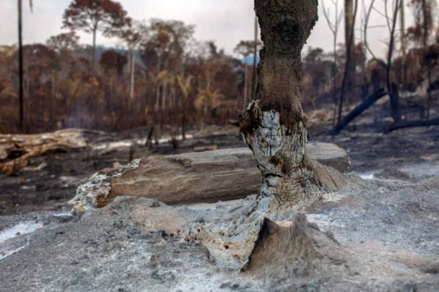 Según expertos, la creciente deforestación provocada para abrir espacio a cultivos o pastoreo agravó la temporada habitual de incendios en Brasil.
