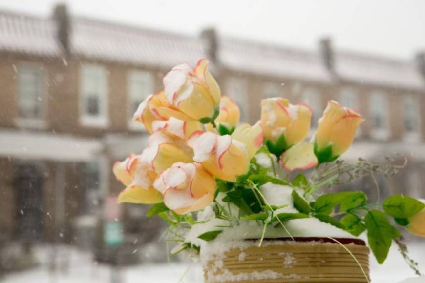Congeladas lucen estas flores ante la tormenta de nieve.