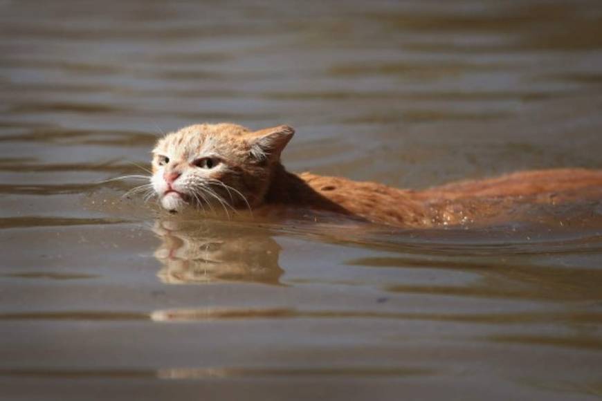 Un gato fue captado nadando en las afueras de un complejo de apartamentos en Houston.