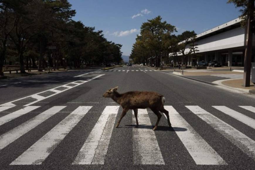 Desde que comenzó el brote por el COVID-19, la antigua capital de Japón se ve invadida por centenares de ciervos que ante la ausencia de turistas se extienden más allá de sus límites. Foto cortesía AP
