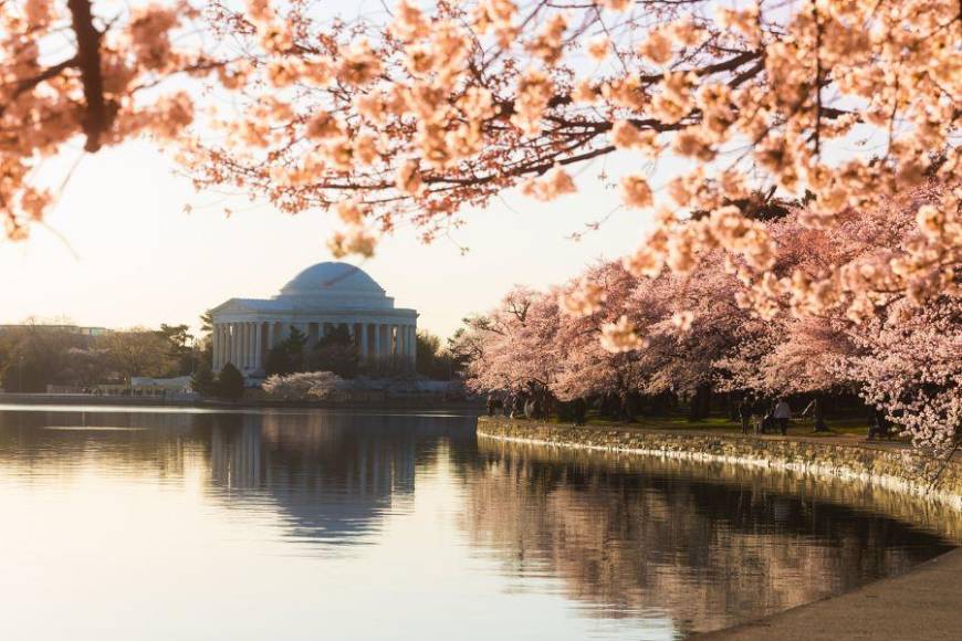 Su primer video fue precisamente acerca del Festival del Cerezo en Washington D.C., que se realiza en primavera, cuando florecen los más de 3,000 cerezos que el alcalde de Tokio regaló al Gobierno de Estados Unidos en 1912, como una señal de amistad entre ambos países. 