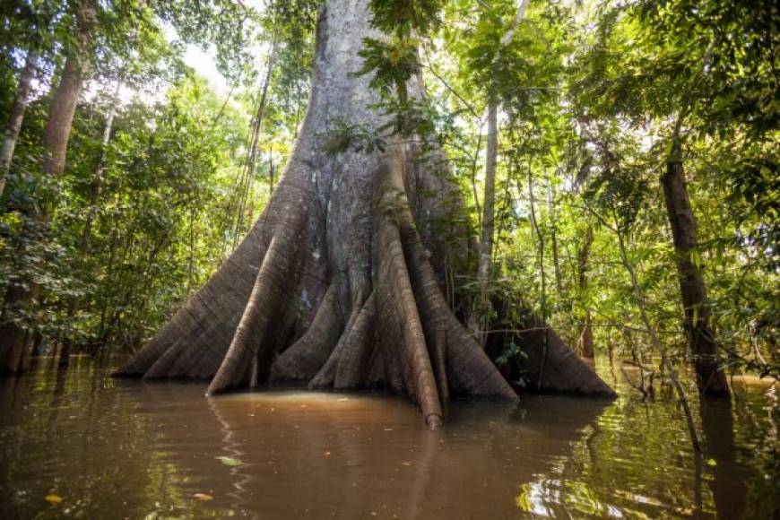 Parte de esa riqueza está en el río Amazonas, declarado en 2011 como una de las 'maravillas naturales' del planeta, que es el más caudaloso y largo del mundo, nace en Perú y desemboca en el océano Atlántico tras un recorrido de unos 7,000 kilómetros.<br/><br/>Sin embargo, muchos de los ríos de la región están contaminados. La OTCA calcula que, en los últimos 50 años, sobre el río Amazonas y sus afluentes se han vertido unas 1,300 toneladas de mercurio, usado en la minería ilegal, que Bolsonaro pretende regularizar.