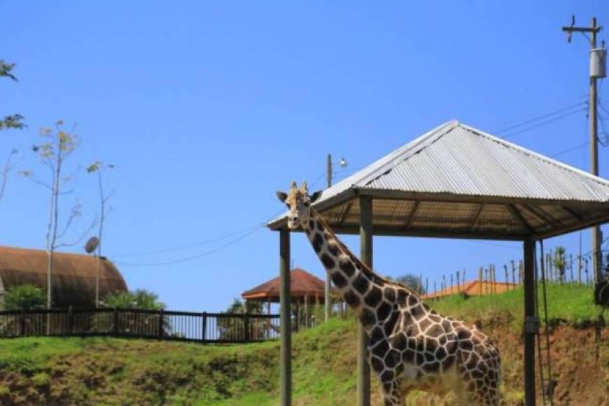 Big Boy, la jirafa que engalanaba el zoológico Joya Grande de Santa Cruz de Yojoa, murió el 27 de enero.