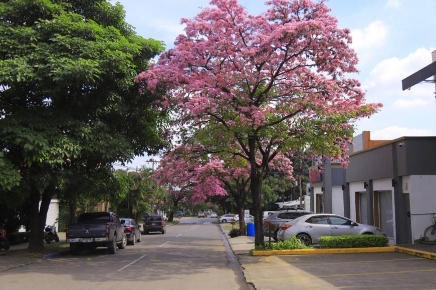 En la zona hay varias especies las más conocidas son Macuelizo grande y Macuelizo enano. En San Pedro Sula, el macuelizo grande, ha sido una planta diseminada desde hace muchos años, no obstante, la belleza natural ha captado la atención de las diferentes autoridades edilicias.
