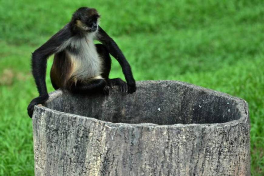 Los gastos que genera el zoológico el zoológico mensualmente son de un millón de lempiras, el cual se utiliza para pagar a los empleados, alimento de los animales, equipos de limpieza, energía eléctrica, mantenimiento y pago de impuesto. <br/>