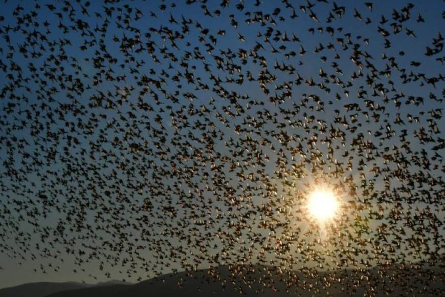 Grecia. Aves oscurecen el sol. Una bandada de estorninos sobrevuelan un humedal en Nea Kios, Peloponeso.