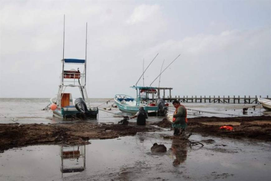 Desastre ambiental en el Caribe: El sargazo invade playas mexicanas