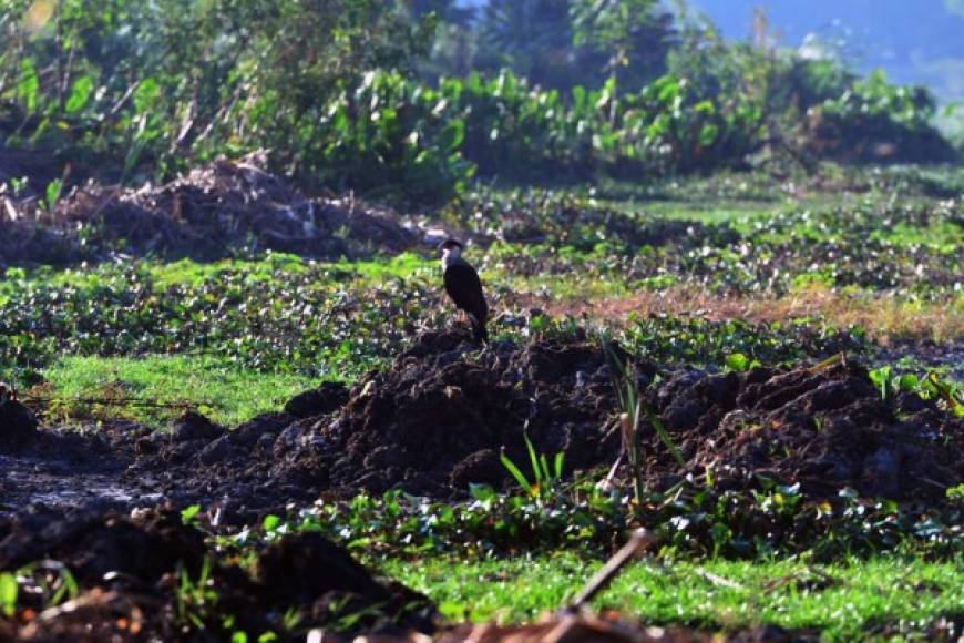 Las lagunas de Jucutuma, de 400 ha, y Ticamaya, de 317 ha, son joyas de la naturaleza que se encuentran apenas 10 km al noreste de San Pedro Sula, cerca de la costa caribeña. Pero la sequía las tiene al borde de su desaparición.