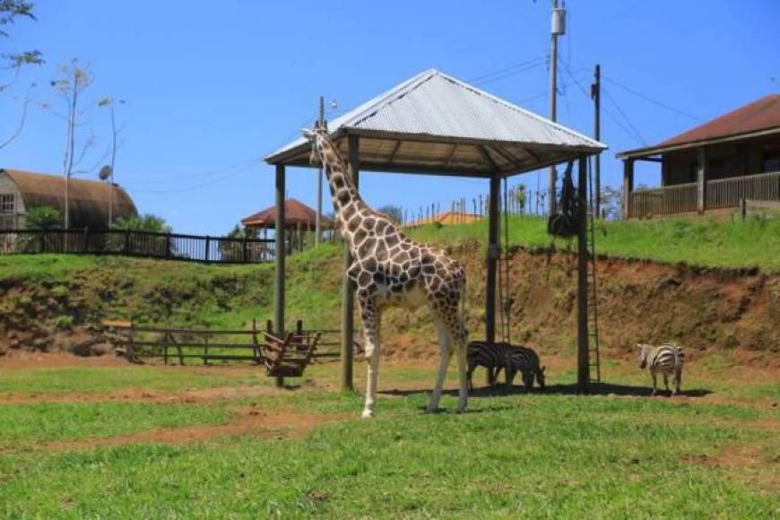 La jirafa era el principal atractivo del zoológico Joya Grande, fundado por la organización criminal “Los Cachiros”, pero administrada en los últimos años por una entidad de conservación animal cuando los bienes pasaron al Estado de Honduras. 