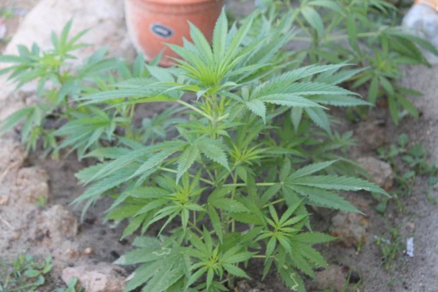 Hasta una plantación de marihuana fue encontrada este jueves al interior de la cárcel El Pozo. 