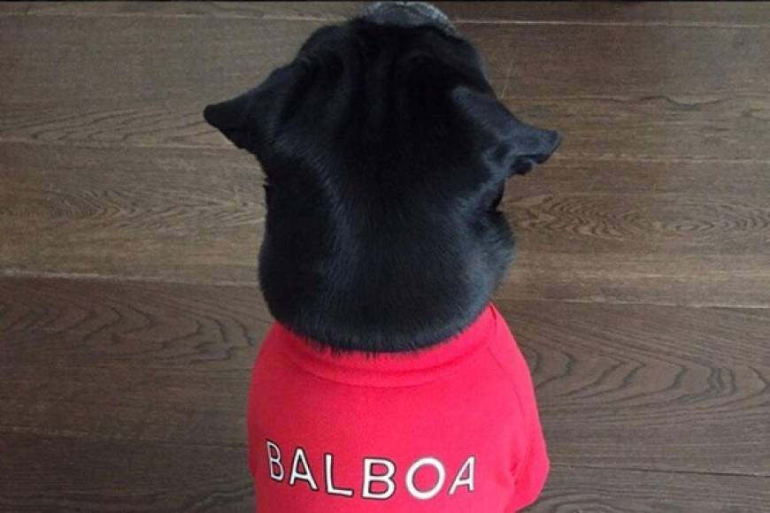 Mesut Özil y su afición a las películas de Rocky. Le puso a su mascota ‘Balboa’. Tiene otro perro al que llamó Capone.