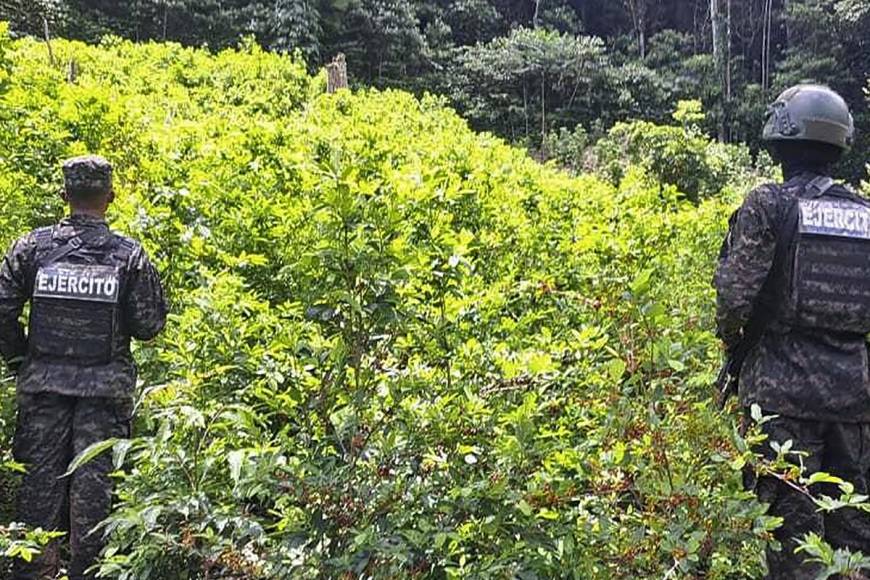 El cultivo de los arbustos de hojas de coca se encuentra en un terreno con una extensión de diez manzanas donde es díficil accesar.