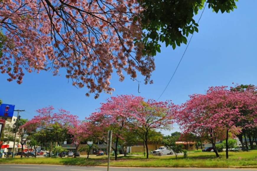 El nombre científico del árbol de Macuelizo es Tabebuia Rosea. / Foto Melvin Cubas