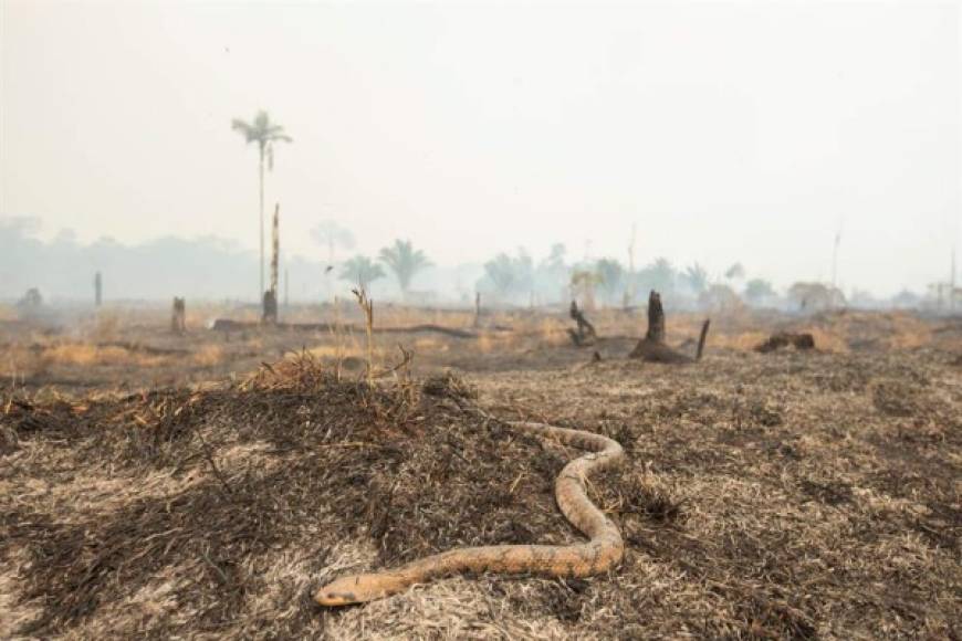 Grandes serpientes huyen de las llamas en la selva devastada por el fuego en la Amazonía.